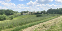 maison à LA LANDE DE FRONSAC (33240)