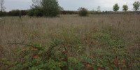 terrain à BLAYE (33390)