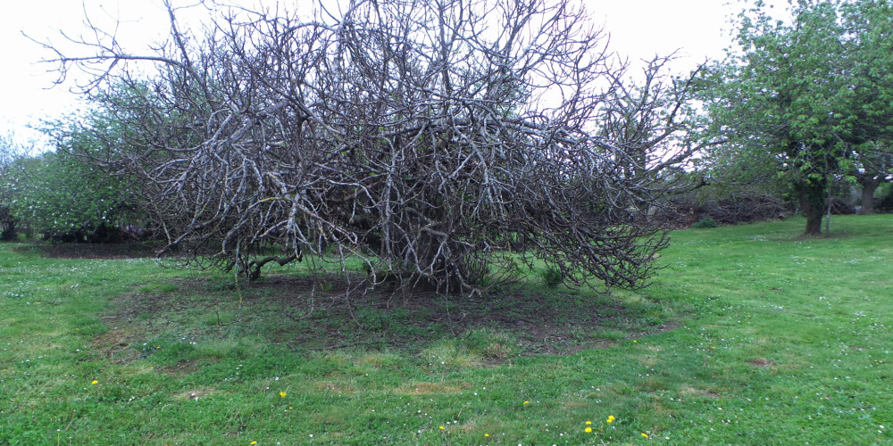 terrain à CESSAC (33760)