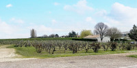 terrain à BLAYE (33390)