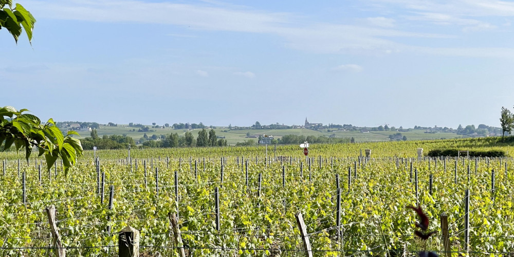 terrain à POMEROL (33500)